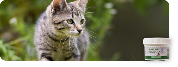 Für Katzen - Nahrungsergänzung