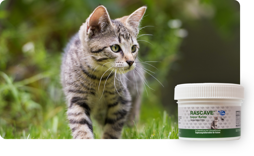 Für Katzen - Nahrungsergänzung