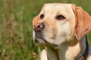 Im Kreislauf der Jahreszeiten – Temperaturbelastungen durch Hitze bei Hund  & Pferd
