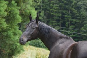 Lebenselexier Luft – die Atmung der Pferde
