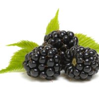 Brombeerextrakt