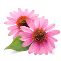 Echinacea