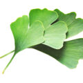 Ginkgo