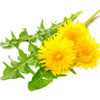 Löwenzahnextrakt