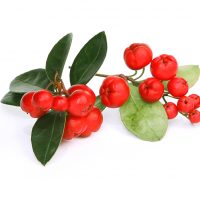 Wintergrünölextrakt