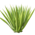 Yucca