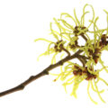 Zaubernuss (Hamamelis)