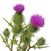 Mariendistel
