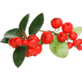 Wintergrün (Gaultheria Procumbens)