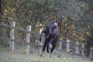 Wer rastet, der rostet – Bewegung bei Hund & Pferd