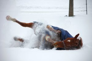 Nur Reiter haben den Winter Blues