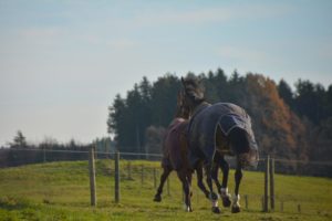 Der Stress mit dem Kotwasser