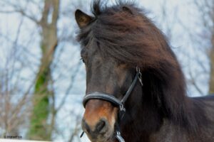 Zuhause bleiben und ans Pferd denken
