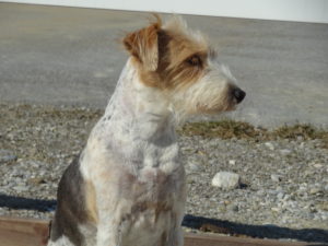 Autsch – chronische Schmerzen beim Hund erkennen