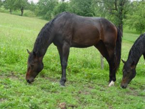 Pferde im Regen sind sehr zufrieden