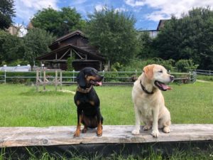 Der alte Hund als Vorbild für den Junghund