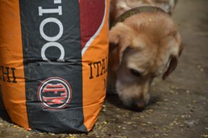 Krümelmonster – wenn Hunde den Boden sauber fressen
