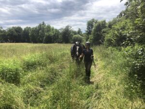 Altes Pferd so fit und munter