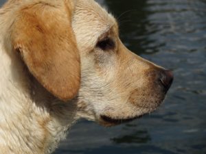 Der Hund stinkt, es lässt sich nicht schönreden