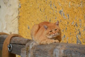 Ananas für die Katze