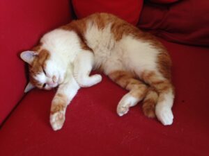 Katzenjammer und Katerstimmung