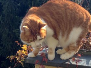 Die kognitiven Leistungen unserer Katze Cici