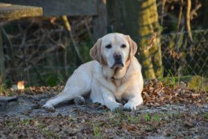 Unser Hund wird alt – und niemand kann es glauben