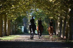 Lockdown im Pferdestall – das Pferd nach der Trainingspause wieder auftrainieren