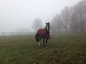 Ausreitzauber und Koppelvergnügen im Herbst