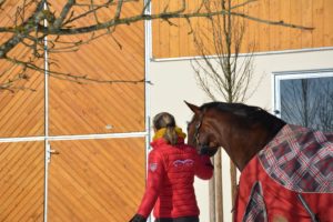 Herz-Kreislaufprobleme beim Pferd sind kein Sommerthema