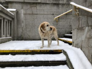 Gefrorenes im Magen des Hundes