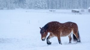 Schneekoppel vs Gatschauslauf – wie unsere Pferde dem Boden trotzen und dabei gut durch den Winter kommen