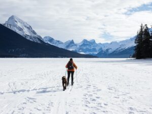 Wenn Hunde arbeiten, müssen sie besonders fit sein