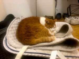 Die Lieblingsplätze unserer Katze Cici
