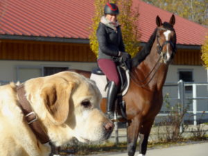 Übergewicht beim Hund