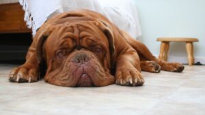 Die Mimik des Hundes