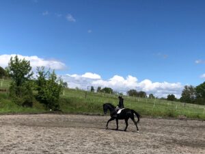 Die beste Jahreszeit fürs Pferd und die besondere Rolle der Teufelskralle