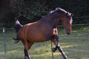 Fesche Freudensprünge – und was den Pferderücken gesund erhält