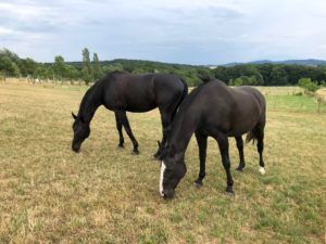 Kurze Pause von der Sommerhitze