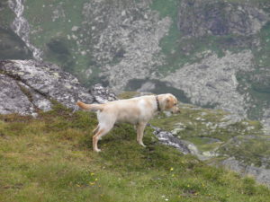 Der Hund in den Bergen