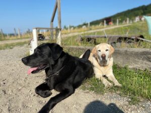 Familienbande, Teil 2 – Zusammengehörigkeit bei Hunden