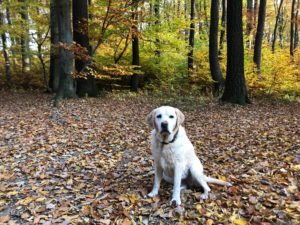 Herbstspaziergang mit Wildschwein und Hundegebell