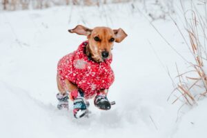 Unser Hund wartet sehnsüchtig auf Schnee