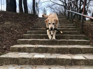 Durchfall beim Hund: Welche Inhaltsstoffe helfen?
