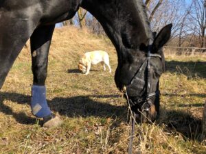Sonne tanken für die Seele und Schwefel für die Hufe