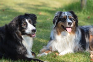 Die acht besten Tipps, wie du deinen Hund beim Fellwechsel unterstützen kannst
