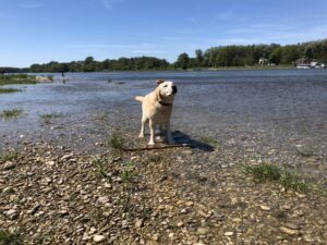 Urlaub mit dem Hund