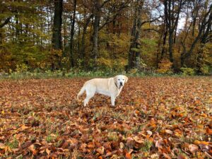 Gefahren im Herbst
